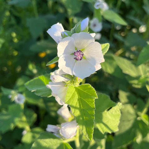 Guimauve officinale