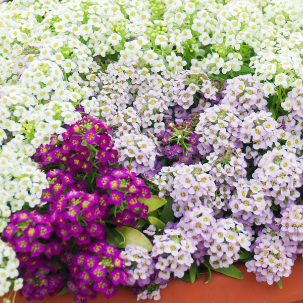 Alyssum mélange 'Colour Carpet'