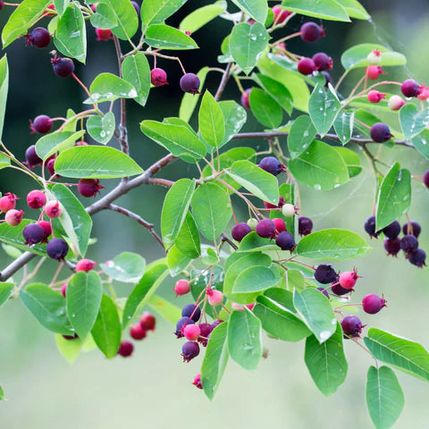 Canadian Serviceberry