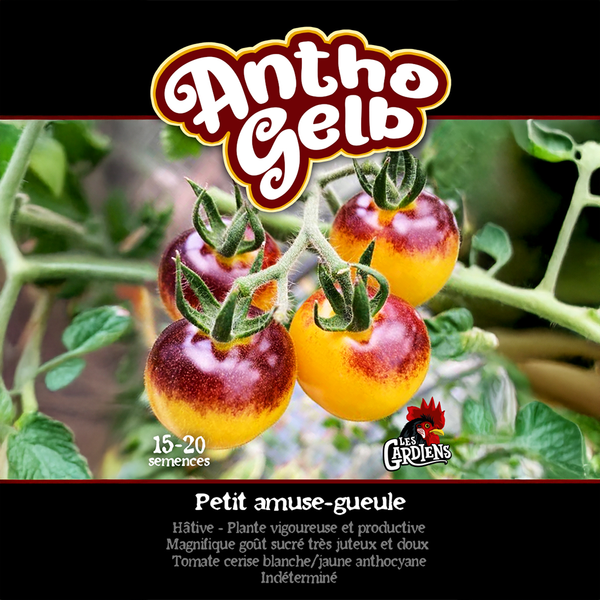 Tomate 'Antho Gelb'