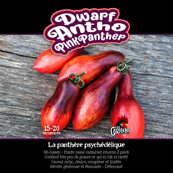 Tomate 'Dwarf Antho Pink Panther'