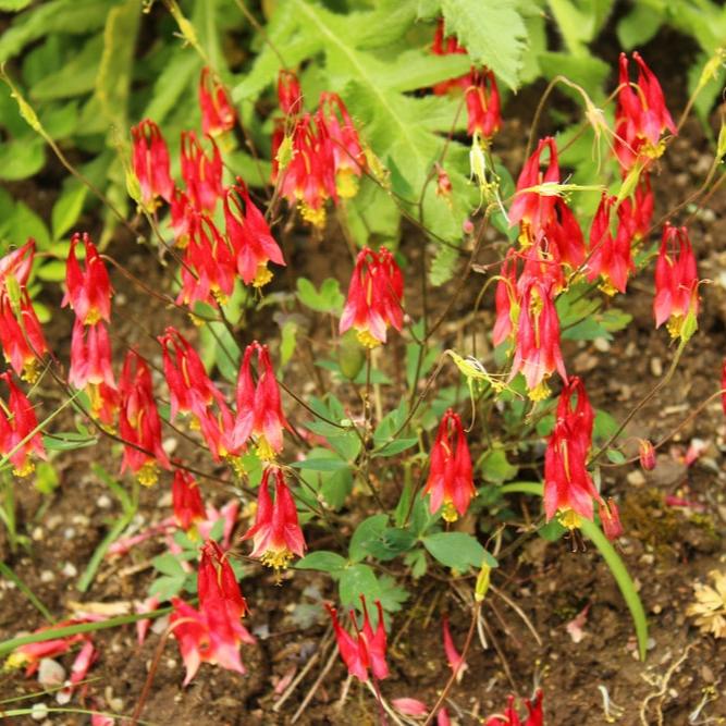 aquilegia canadensis