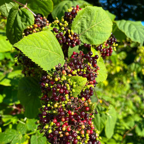 American Spikenard