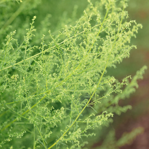 Organic annual mugwort