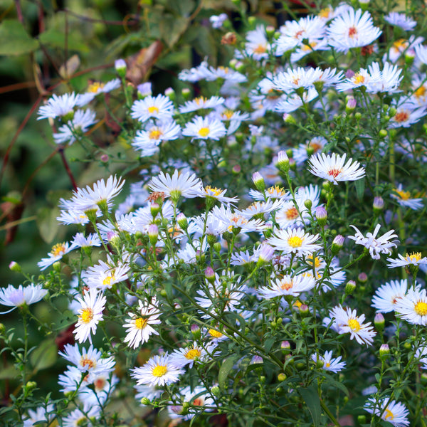 Aster à feuilles cordées