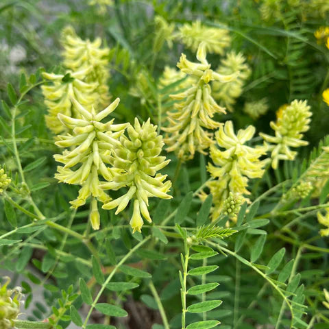 Canadian Milk Vetch