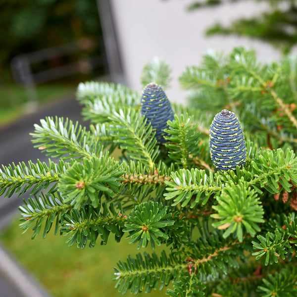 Tree Seed 'Balsam Fir' 