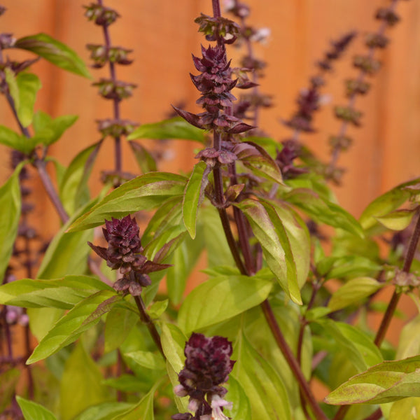 Organic Thai Basil