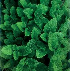 Lemon Balm