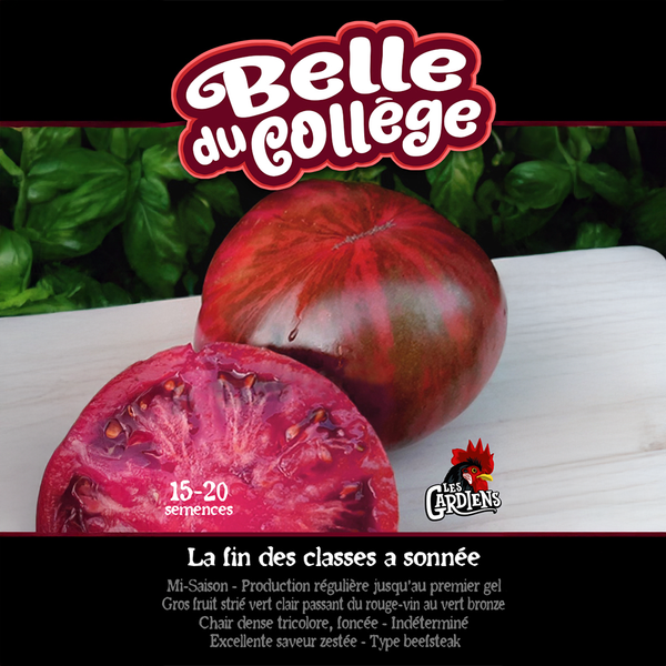 Tomato 'Belle du Collège'