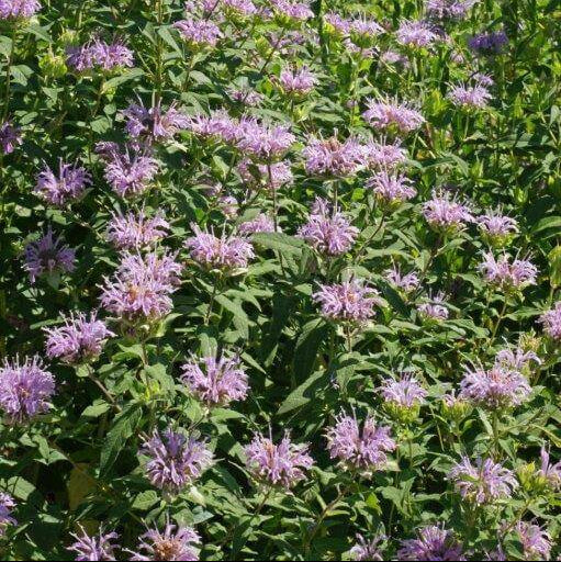 Organic wild bergamot