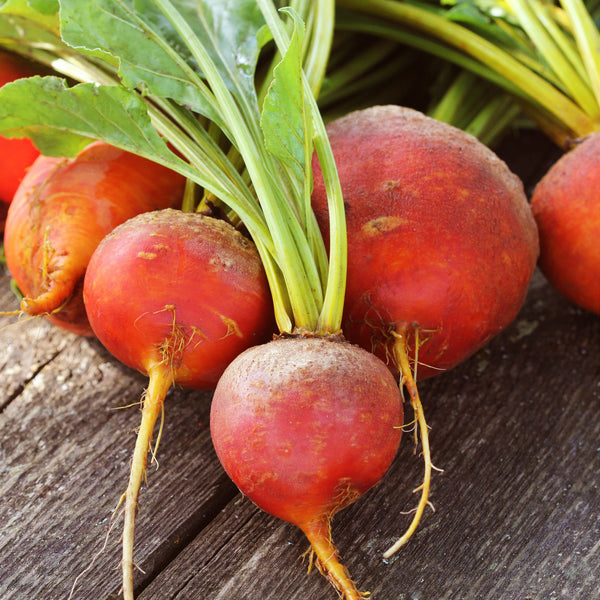 Yellow Beetroot 'Touchstone Gold'