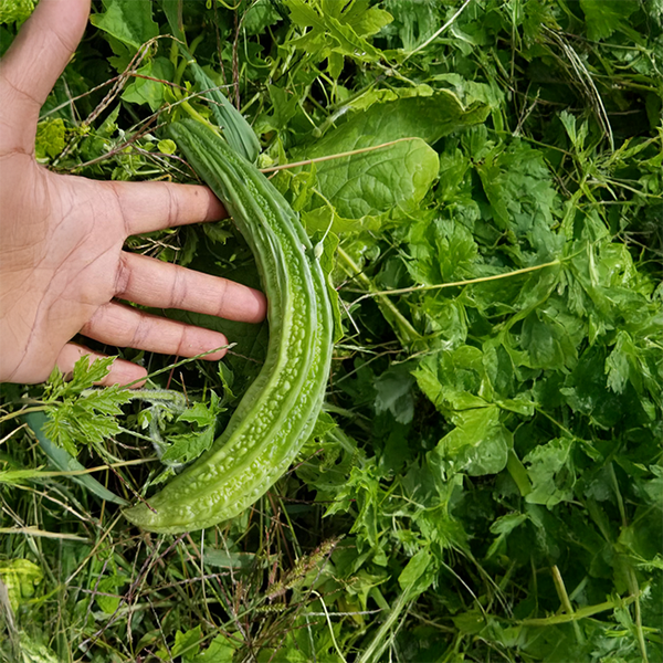 Organic bitter melon squash