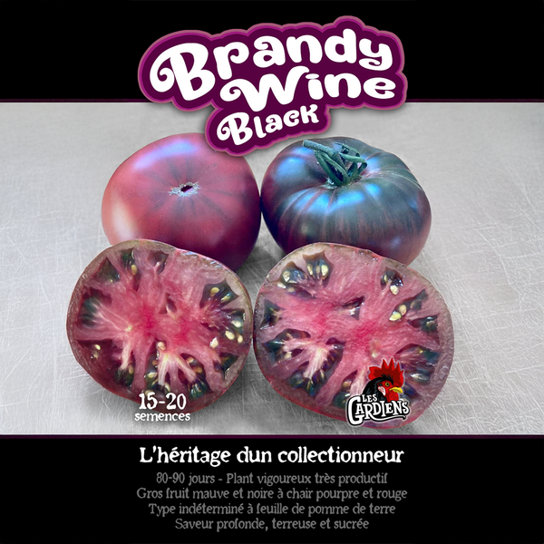 Tomate 'Brandywine Black'