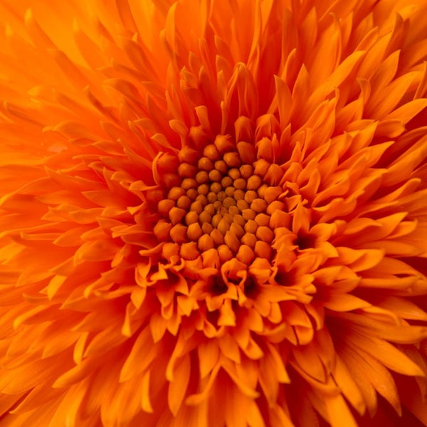 Calendula Neon