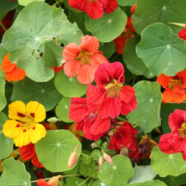 Nasturtium Whirlybird Mix