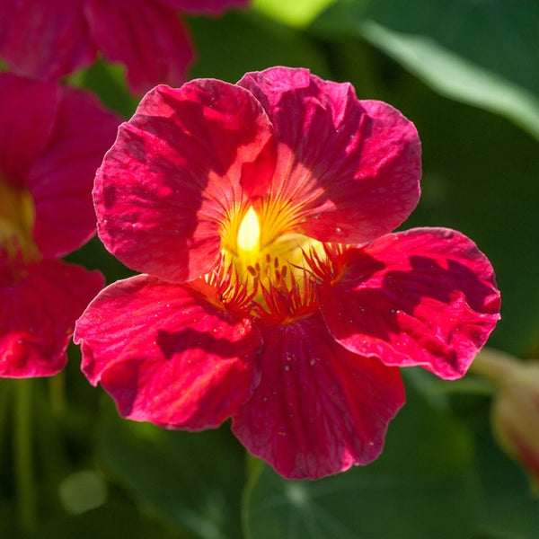 Nasturtium 'Baby Rose'