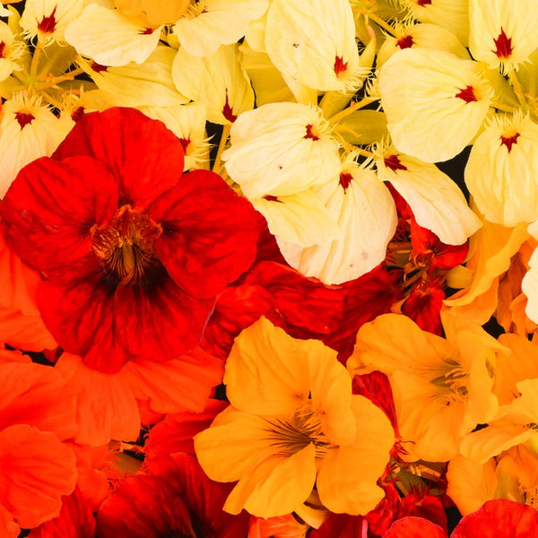 Nasturtium Strawberry Cream