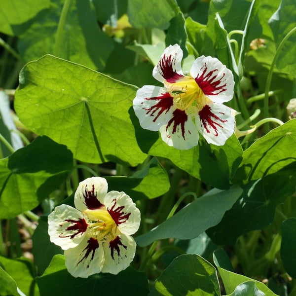 Nasturtium Orchid Cream