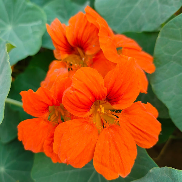 Nasturtium Orange Troïka