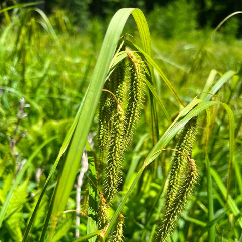 Fringed Sedge