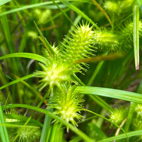 Shiny Carex