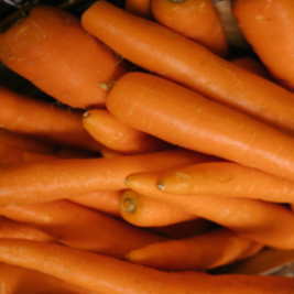 Organic 'Bollin' carrot