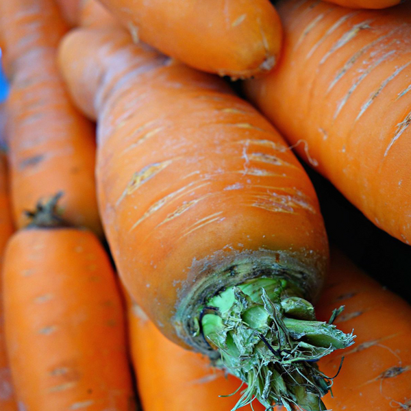 Organic 'Danvers' carrot