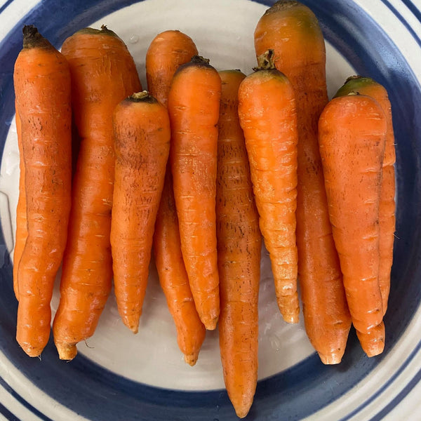 Carrot 'Dolciva' organic