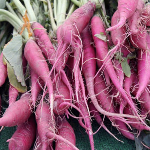 Organic purple carrot 'Dragon'