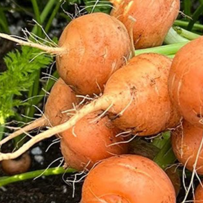 Organic 'Parisian' carrot