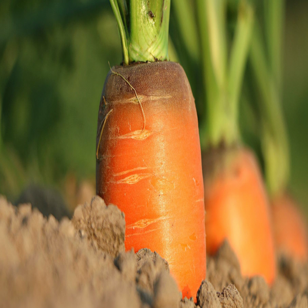 Organic 'Yaya' carrot