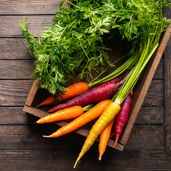 Carrot 'Colour mix' in ribbon