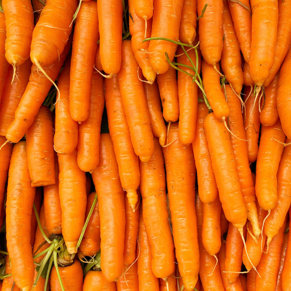 Carrot 'Touchon' organic