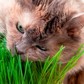 Herbe à chat