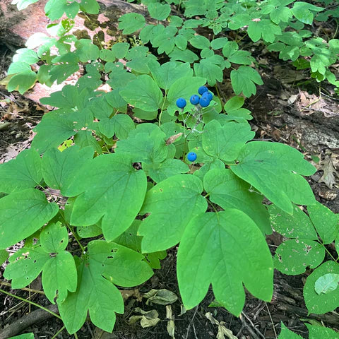 Tall Meadow Rue