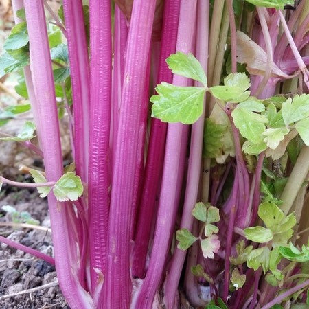 Organic 'Chinese Pink' celery