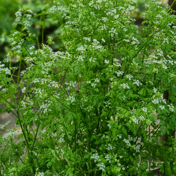 Chervil 'Curly'