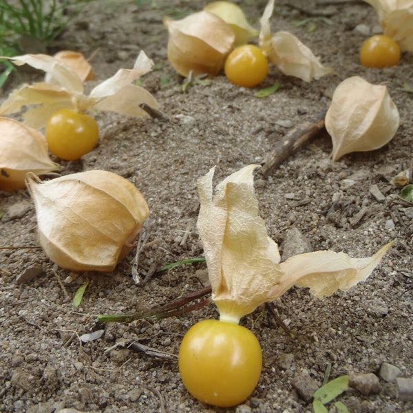 Ground Cherry