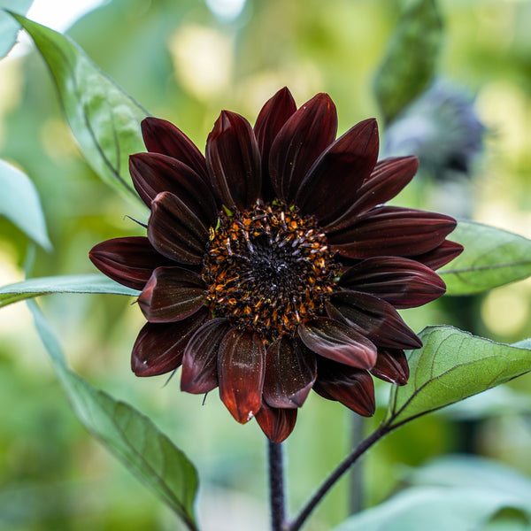 Tournesol 'Chocolat Cherry'