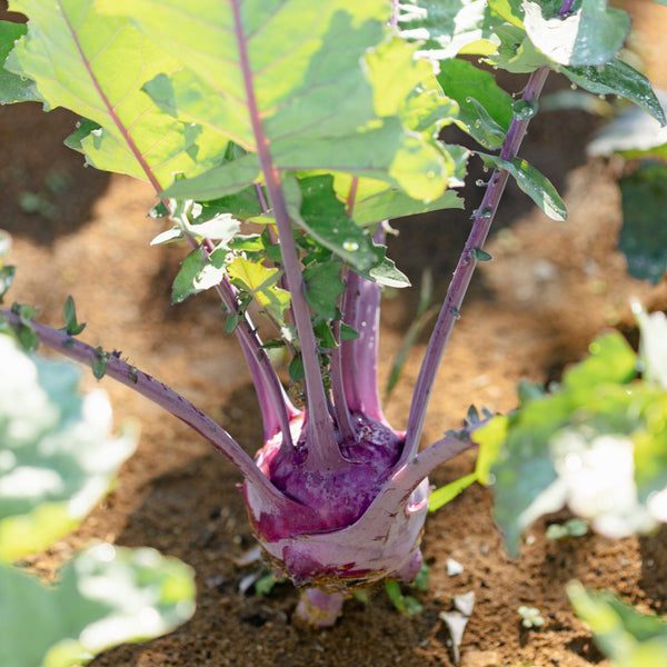 Organic Kohlrabi 'Violet hâtif de Vienne'