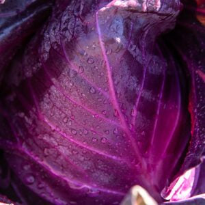 Organic Red Kalibos Red Cabbage