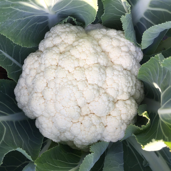 Cauliflower All Season Mix