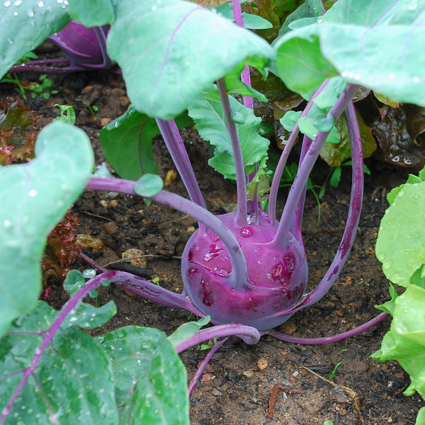 Kohlrabi Kolibri F1