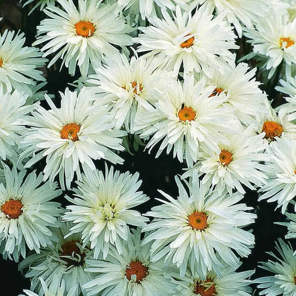 Chrysanthème 'Crazy Daisy'