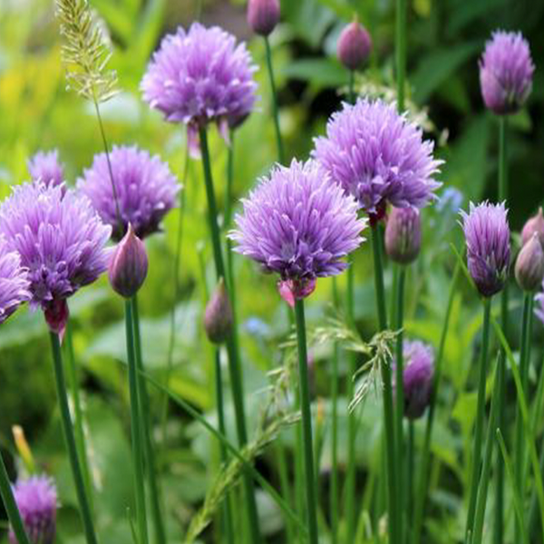 Organic chives