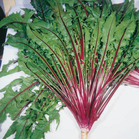 Chicory 'Italian Red'