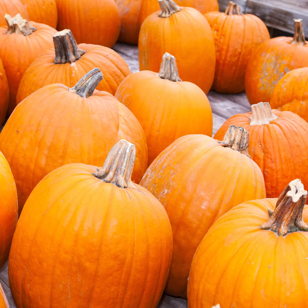 Pumpkin Big Doris F1