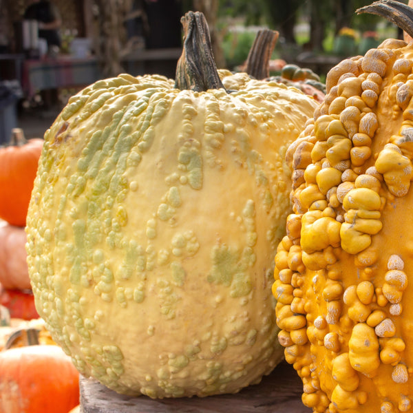 Pumpkin Popcorn F1