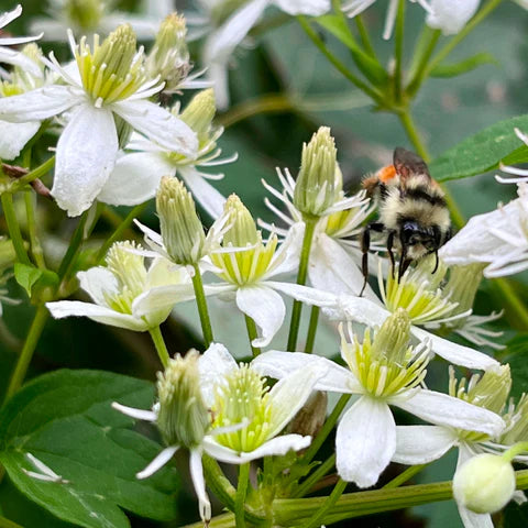 Virginia Clematis